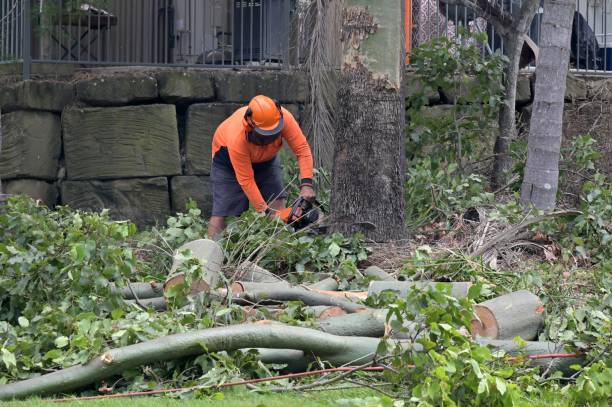 Why Choose Our Tree Removal Services in Lincoln, AL?